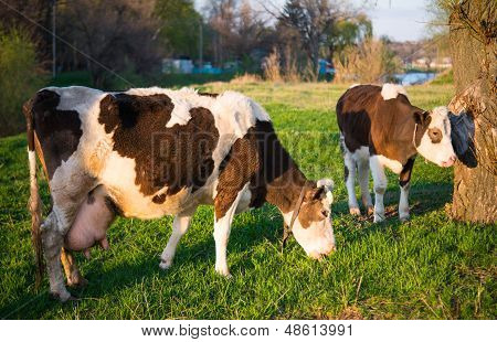 dey Cow grazing in the meadow farm