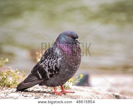Blue-green Pigeon
