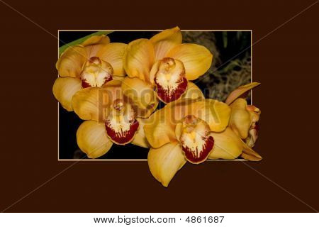 Orchideeën