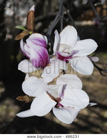 Tulip Tree blomstrer