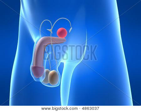 Prostata