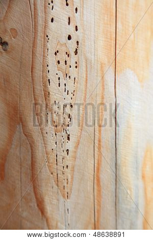 Texture Background Wooden Plank Woodworm Track