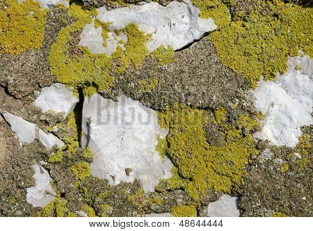 Musgo en la piedra