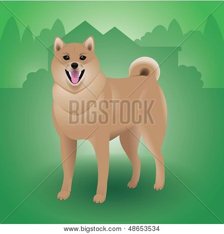 Brown Dog Shiba Inu
