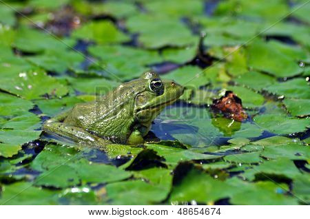 A green bullfrog standing on green water lily leaves