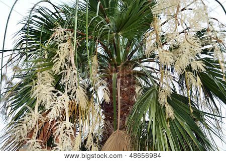 Kvetoucí Palm