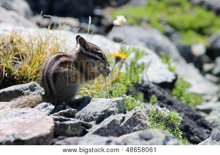 Sárga-fenyő mókus a Mount Rainier