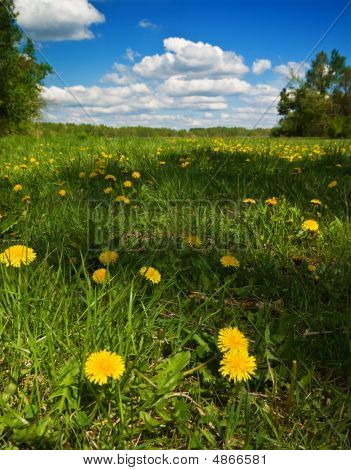 ฟิลด์ ด้วย Dandelions