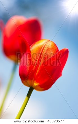 Tulipaner