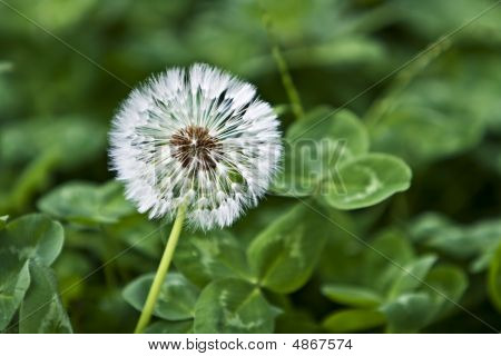 โคล dandelion