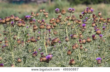 Purple Artichokes Ready To Be Harvested