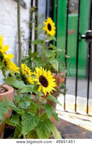 girasoli
