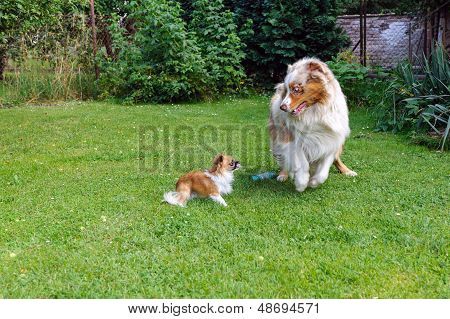 チワワと庭でオーストラリアの羊飼いのはしゃぐ