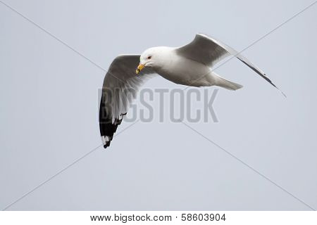 Seagull In Flight