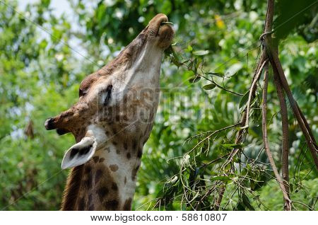 giraffe eating leaves