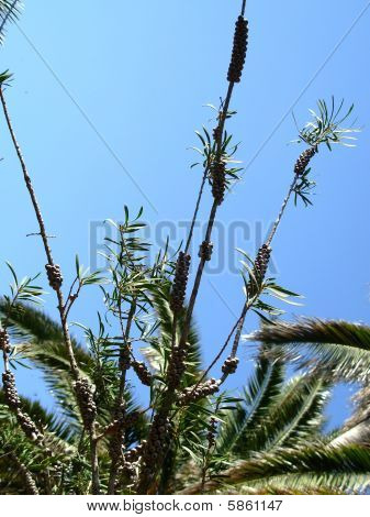 Herbe contre le ciel bleu.