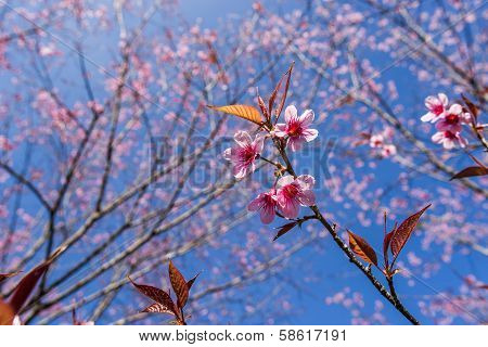 Beautiful Cherry blossoms