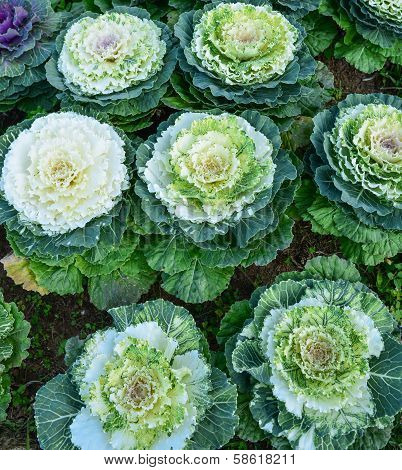 beautiful fall decorating with flowering cabbage