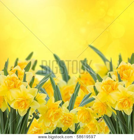 spring narcissus garden