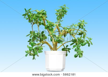 Flowerpot Crassula portulacea