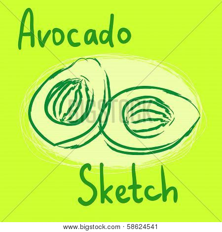 vector avocado sketch