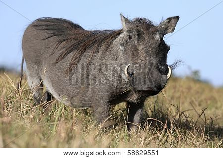 Warthog Animal