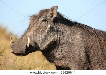 Warthog Animal