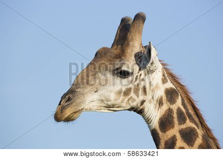 Southern Giraffe (giraffa Camelopardalis) South Africa
