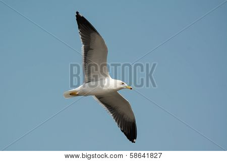 Lesser Black-backed Gull (larus Fuscus) In Flight