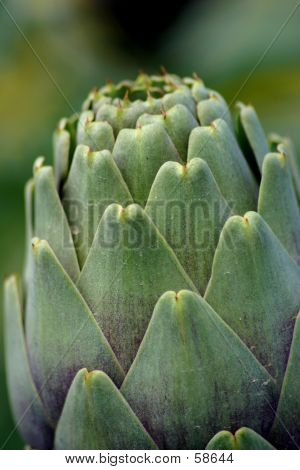 Design da natureza