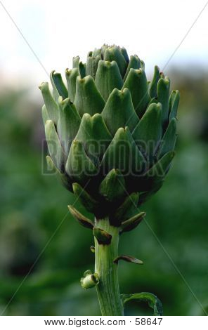 Alcachofra