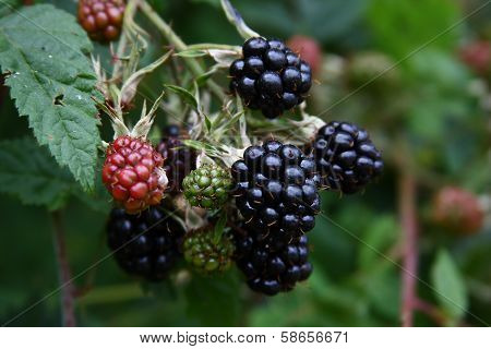 Wild Blackberries