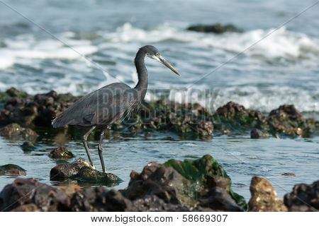 Western Reef Heron (egretta Gularis) Wading Through Tidal Pools