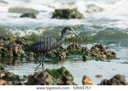 Western Reef Heron (egretta Gularis) Wading Through Tidal Pools