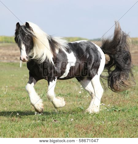 Gorgeous Irish Cob With Long Mane Jumping