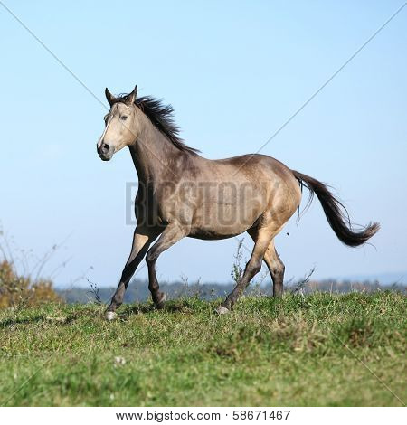 Nice Kinsky Horse Running In Autumn