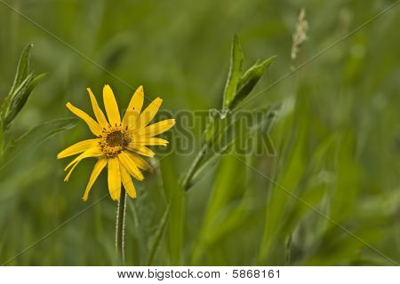 Wild flower