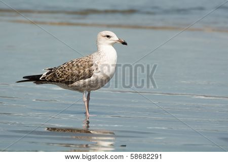 Young Lesser Black-backed Gull (larus Fuscus) In Flight