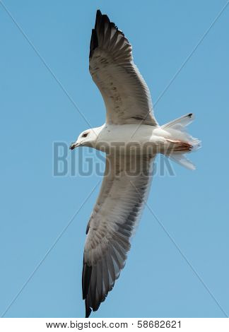 Young Lesser Black-backed Gull (larus Fuscus) In Flight