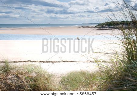 สุนัขเดินบนหาด Alnmouth