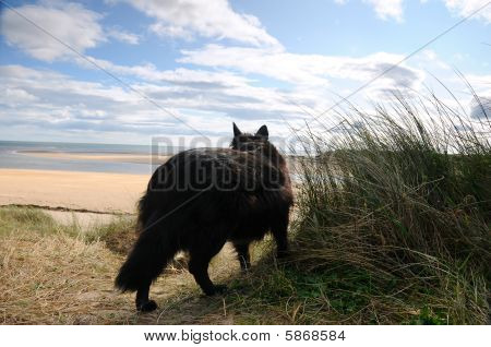 สุนัขชายหาด Alnmouth