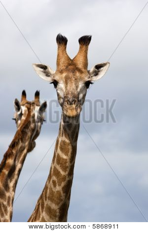 Giraffe