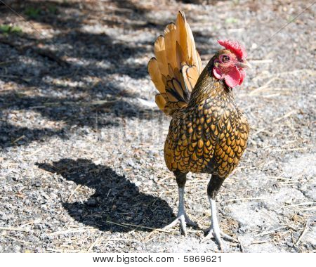 Black and gold rooster