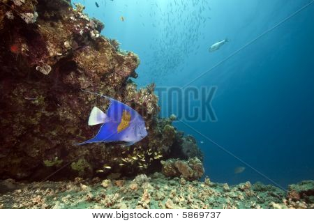 Ocean og Yellowbar Angelfish