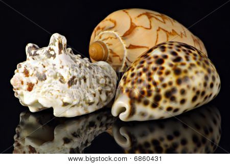 Schalen der kleinen Muscheln auf schwarzem Hintergrund