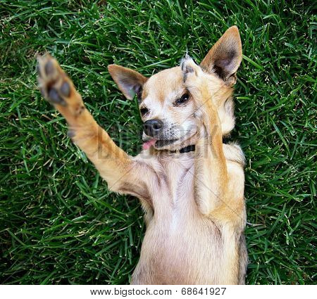  a cute chihuahua with his paws in the air on green grass 
