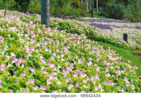Wishbone Flower Garden ( Torenia Fournieri Lindl )