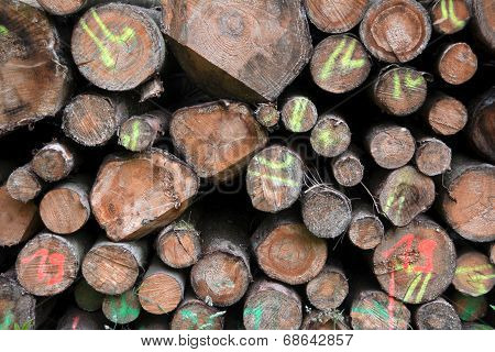 sawed-off tree trunks
