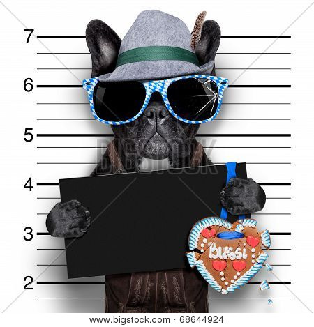 Mugshot Dog