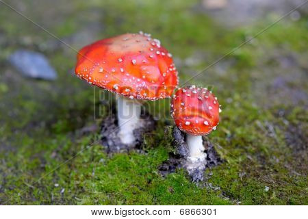 Sinek Agaric Amanita Muscaria mantar